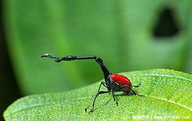 世界上最奇怪的十大昆虫 叶虫像叶子一样(数量稀少)