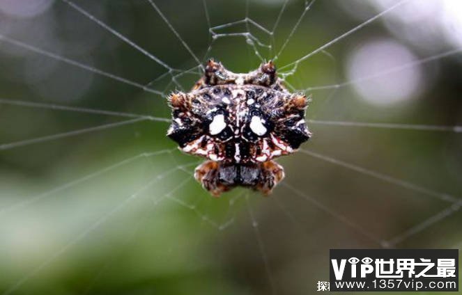 世界上最奇怪的十大昆虫 叶虫像叶子一样(数量稀少)