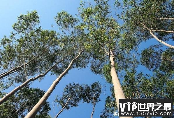 世界上最高的树 杏仁桉树高156米有50层楼高(根状粗大)