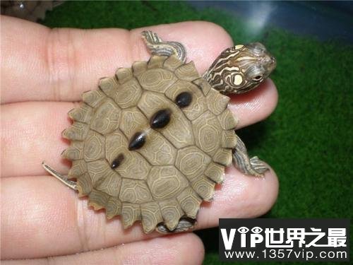 世界十大最漂亮乌龟，金钱龟排名第一