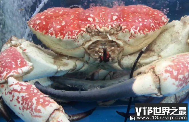 世界上最重的蟹 皇帝蟹外壳就像洗脸盆(价格昂贵)