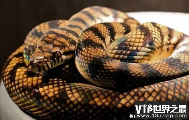 世界上十大最长的蟒蛇 绿色蟒蛇身长30英尺(食肉动物)