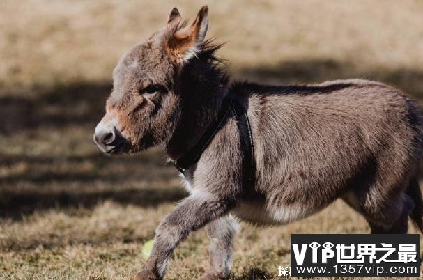 世界上最小的驴品种 迷你驴身高不到一米(性格温顺)
