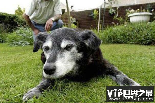 世界上活得最久的狗，布卢埃活了29岁