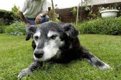 世界上活得最久的狗，布卢埃活了29岁