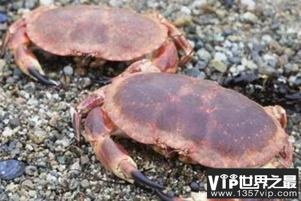 世界上最大的十大螃蟹 巨螯蟹是甲壳动物(体长三米)