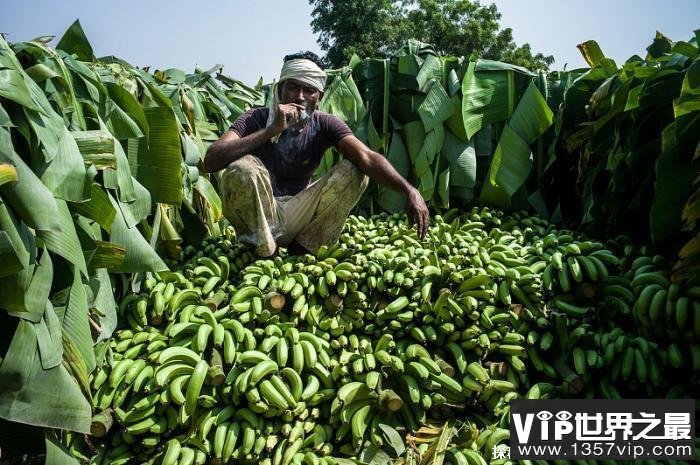世界上香蕉产量最多的国家 印度将香蕉当主食(经常滞销)
