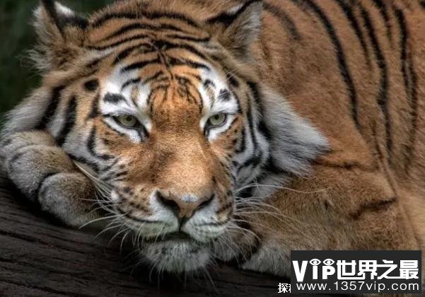 世界上十大珍稀动物 斑鳖中国一级保护动物(仅剩两只)