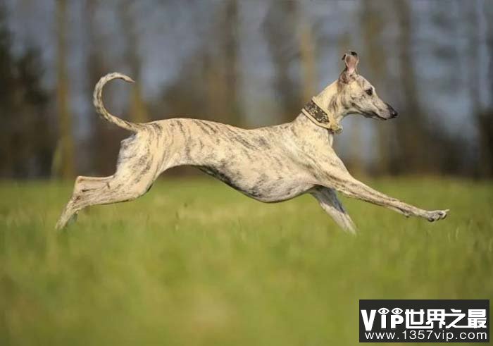 世界上跑得最快的狗，格力犬时速达70公里