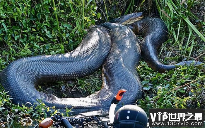 世界上最大的蛇有多大——亚马逊森蚺10米以上