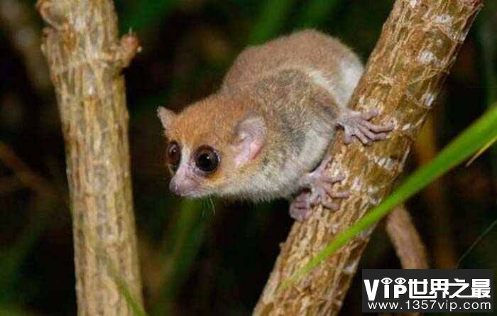 世界上最小的原始猴，鼠狐猴体长约12厘米