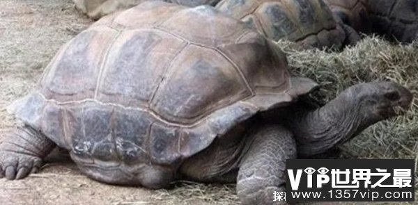 乌龟最长能活多少年 最长寿的乌龟品种（176年）