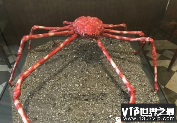 最大的螃蟹是什么 螃蟹最大的有几斤（巨螯蟹）