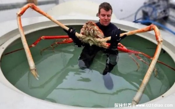 最大的螃蟹是什么 螃蟹最大的有几斤（巨螯蟹）