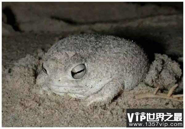 世界上最萌的青蛙，纳马雨蛙身体似面包