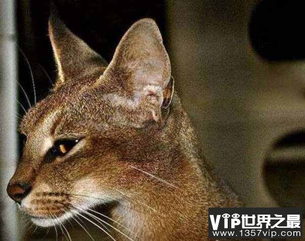 世界上最贵最稀有的猫：卡勒拉猫性格忠诚，形态健美