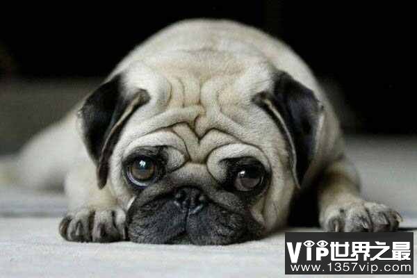 世界上最忧郁的狗，非巴哥犬莫属！