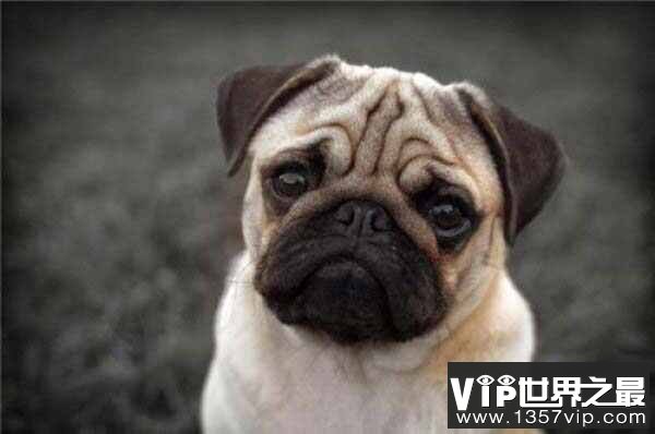 世界上最忧郁的狗，非巴哥犬莫属！