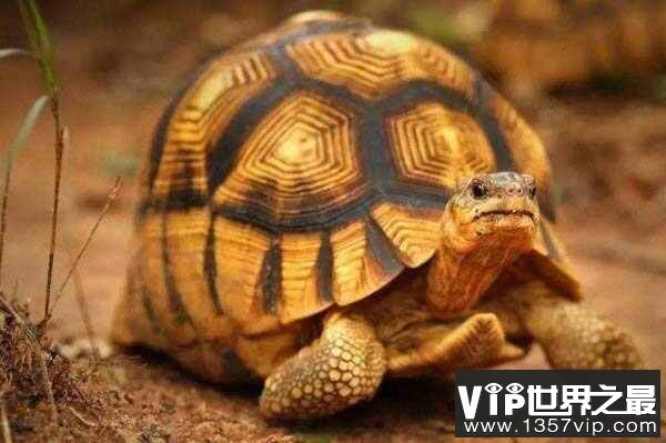 全世界上最贵的乌龟，安哥洛卡象龟价值1百万