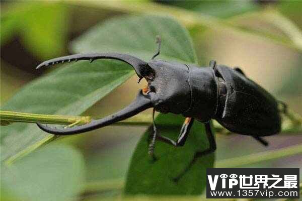 世界上最大的锹甲虫，长颈鹿锯锹体长达12.3厘米