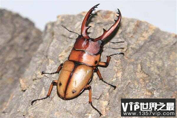 世界上最大的锹甲虫，长颈鹿锯锹体长达12.3厘米