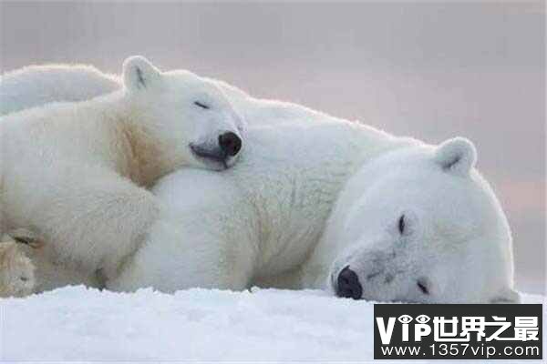 世界上最大的北极熊：体重高达800公斤