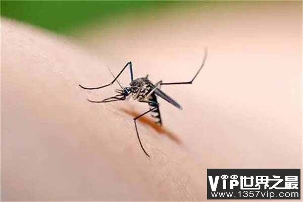 云南十大最毒虫子：螨虫上榜，蚊子排第一