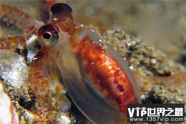 世界上数量最多的幼虫生态群：海洋幼虫