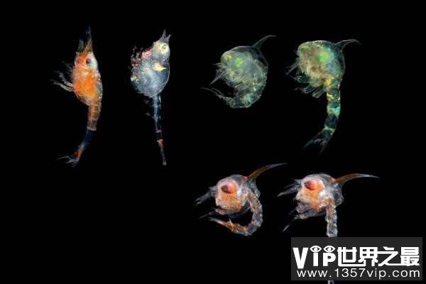 世界上数量最多的幼虫生态群：海洋幼虫