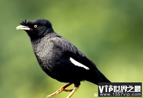 世界上十大最美的黑色鸟类 乌鸦体型较大(通体黑色)