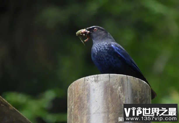 世界上十大漂亮的蓝色鸟类 紫蓝金刚鹦鹉第一(体长100厘米)