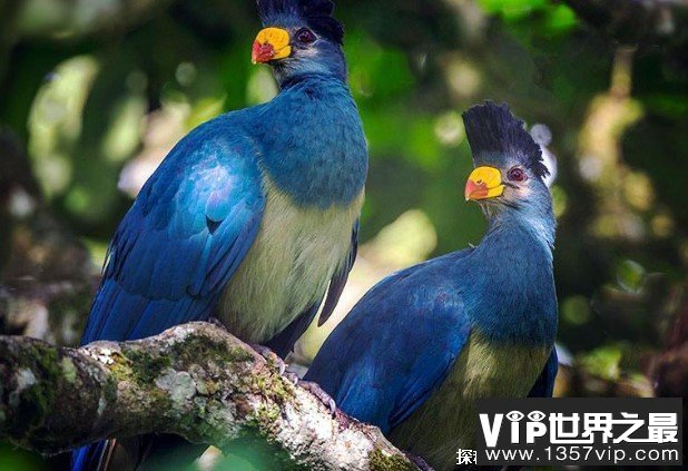 世界上十大漂亮的蓝色鸟类 紫蓝金刚鹦鹉第一(体长100厘米)