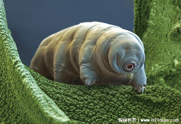 世界上生命力最顽强的生物 水熊虫是微观生物(仅几毫米)