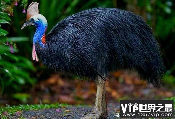 世界上十大最大的鸟类 普通鸵鸟重156.8公斤(速度很快)