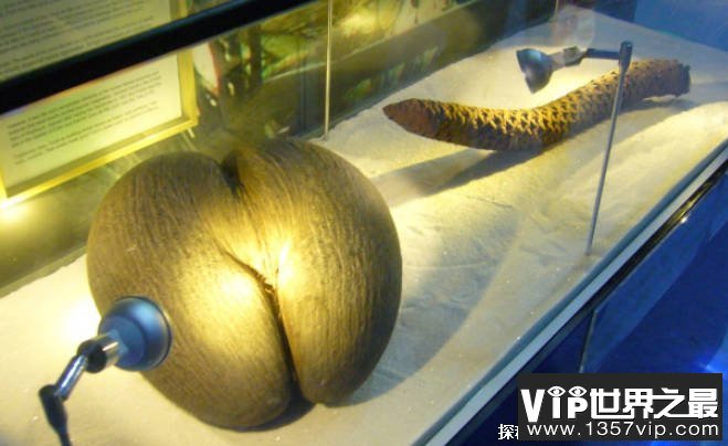 世界上最大的种子 海椰子一粒重3斤极其珍贵(生长缓慢)