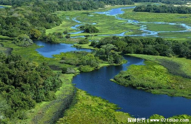 世界上最大的沼泽地 潘塔纳尔沼泽达2500万公顷(资源丰富)