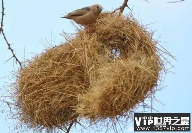 世界上最大的鸟窝 位于非洲的织巢鸟的鸟窝(重达一吨多)