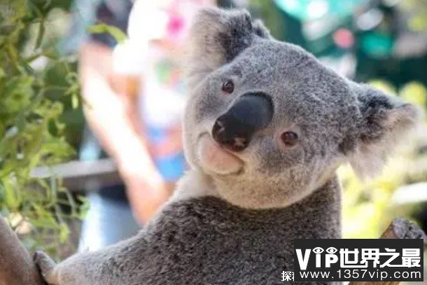 世界上最愚蠢的动物 考拉是澳大利亚的国宝(喜欢睡觉)
