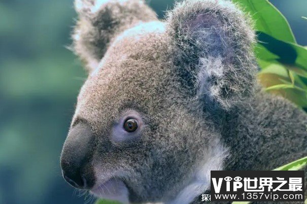 世界上最愚蠢的动物 考拉是澳大利亚的国宝(喜欢睡觉)