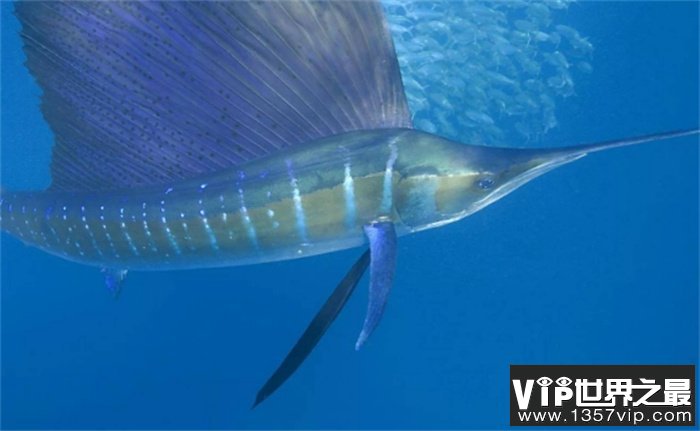 速度最快的鱼类 每秒游30m（旗鱼）