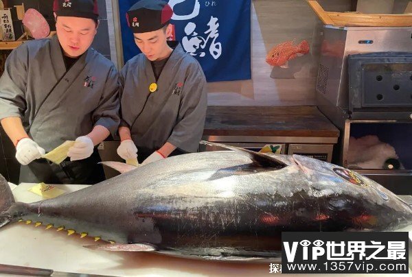 世界上最贵的食用鱼 蓝鳍金枪鱼经济价值较高(肉质鲜美)