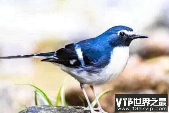 全球十大蓝色的鸟，紫蓝金刚鹦鹉位列第一