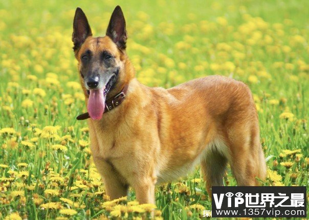 世界上十大最适合男生养的狗 德国牧羊犬勇敢(比较忠诚)