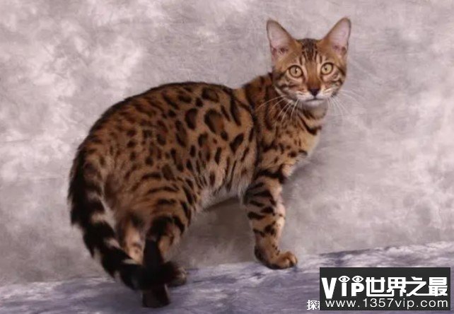 世界十大最聪明的宠物猫 斯芬克斯猫稀有品种(感情细腻)