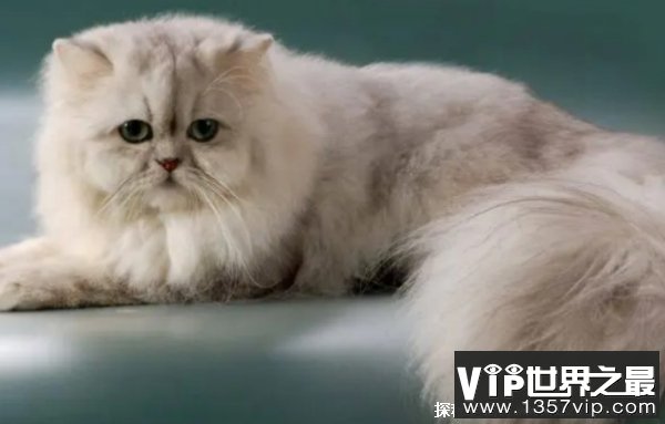 世界十大最聪明的宠物猫 斯芬克斯猫稀有品种(感情细腻)