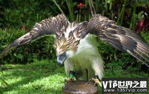 世界上最凶猛的鸟禽：角雕翼展超过2米