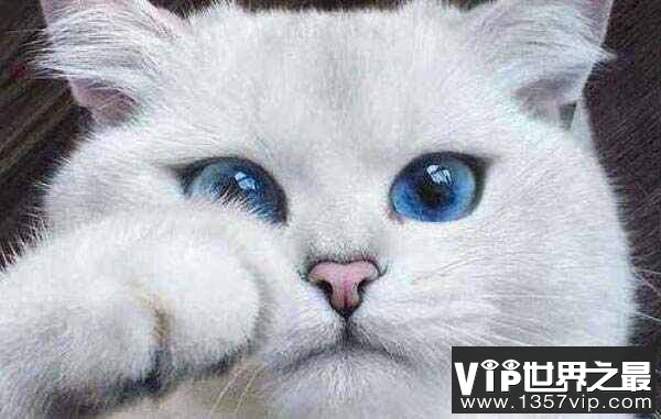世界上最美的猫咪：英国短毛猫拥有一双碧蓝色大眼睛
