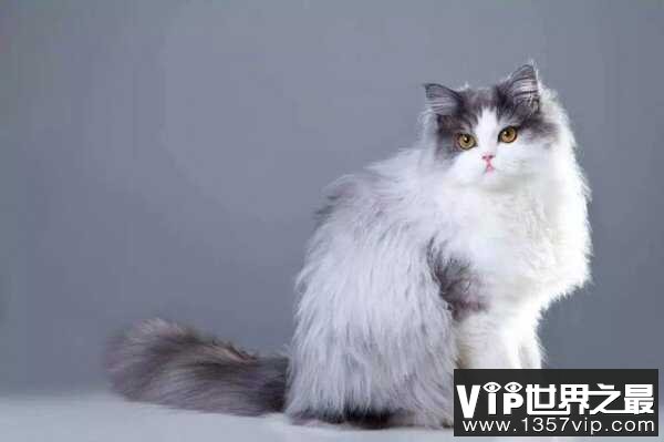 世界十大著名长毛猫：布偶猫上榜，波斯猫夺冠