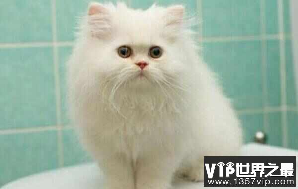 世界上最美的猫咪：英国短毛猫拥有一双碧蓝色大眼睛