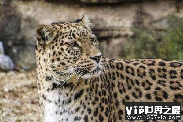 盘点世界豹子的种类：波斯豹体型最大
